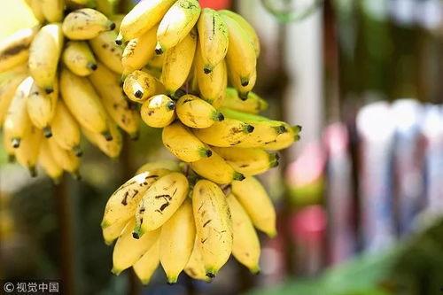 大香线蕉视频75,揭秘热门短视频背后的故事