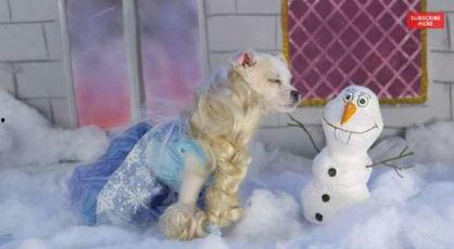 狗狗造型视频,萌宠变身记，解锁时尚宠物造型新潮流