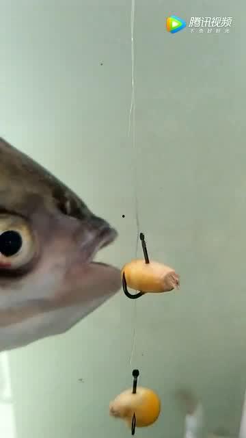 鱼视频大全集,海洋生物的奇幻之旅