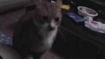 凶猫视频,探寻神秘动物背后的真相