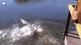 鹅游泳视频,萌态可掬瞬间捕捉