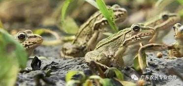 致富经养青蛙视频,揭秘“致富经”中的青蛙养殖奥秘