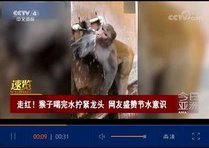 视频渴,一窥全貌