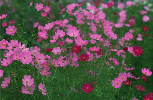 小野花高清视频素材无水印,小野花高清视频素材无水印赏析