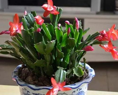 蟹爪兰怎么繁殖视频